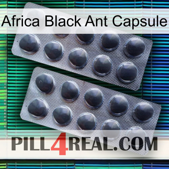 Africa Black Ant Capsule 31.jpg